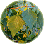 Brzoza brodawkowata, brzoza zwisła, Betula pendula, liście