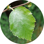 Brzoza omszona, Betula pubescens, liść
