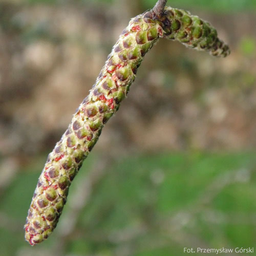 Brzoza omszona, Betula pubescens, kwiatostan męski