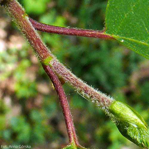 Brzoza omszona, Betula pubescens, młoda gałązka