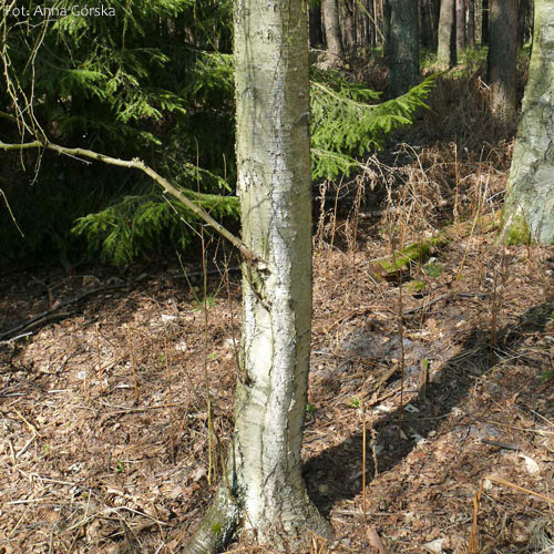 Brzoza omszona, Betula pubescens, kora