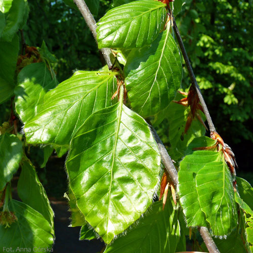 buk pospolity, Fagus sylvatica, młode liście
