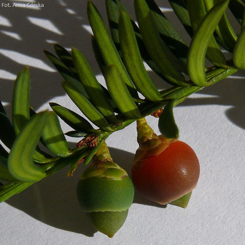 Cis pospolity, Taxus baccata, dojrzewające nasiona w osnówkach