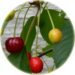 Czereśnia ptasia, Prunus avium, owoce