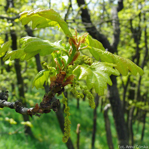 Dąb bezszypułkowy, Quercus petraea, kwiaty męskie