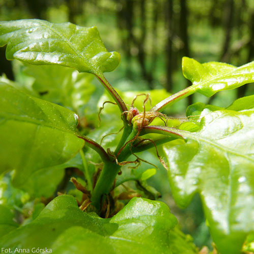 Dąb bezszypułkowy, Quercus petraea, kwiaty żeńskie