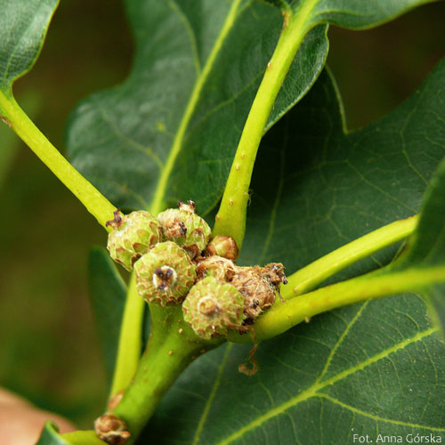 Dąb bezszypułkowy, Quercus petraea, młode owoce