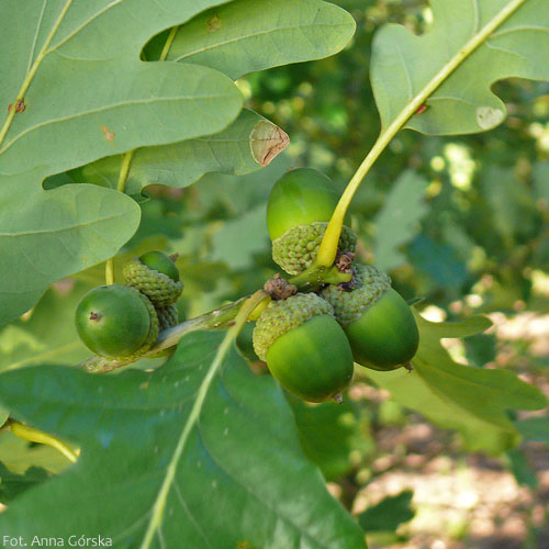 Dąb bezszypułkowy, Quercus petraea, owoce