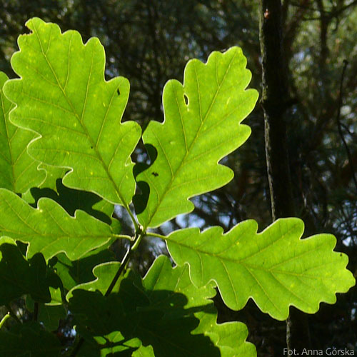 Dąb bezszypułkowy, Quercus petraea, liście
