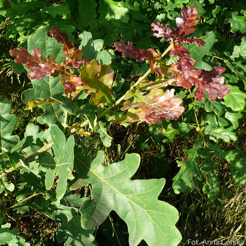 Dąb szypułkowy, Quercus robur, pędy świętojańskie