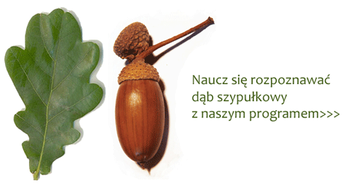 Dąb szypułkowy, Quercus robur