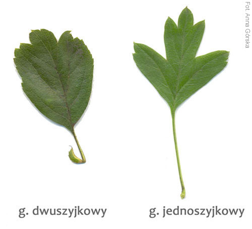 Głóg dwuszyjkowy, Crataegus leavigata, liść, Głóg jednoszyjkowy, Crataegus monogyna, liść