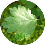 Głóg odgiętodziałkowy, Crataegus rhipidophylla, Crataegus curvisepala, liść