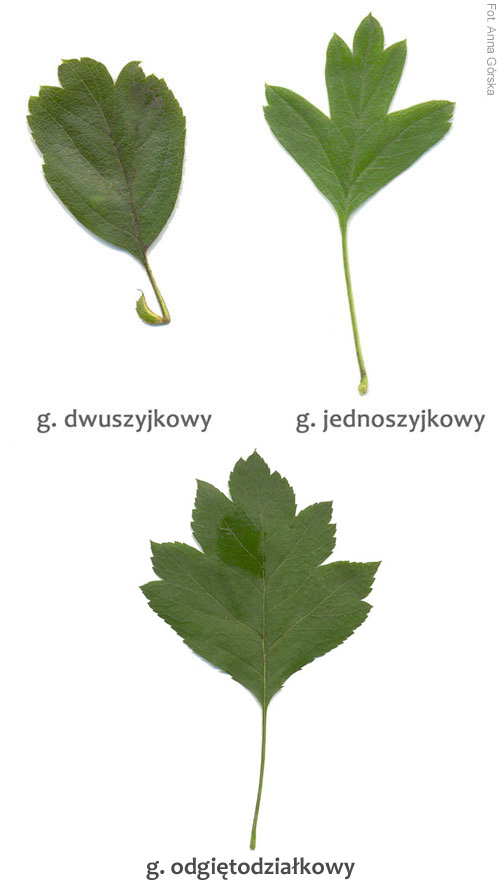 Głóg odgiętodziałkowy, Crataegus rhipidophylla, Crataegus curvisepala, liść