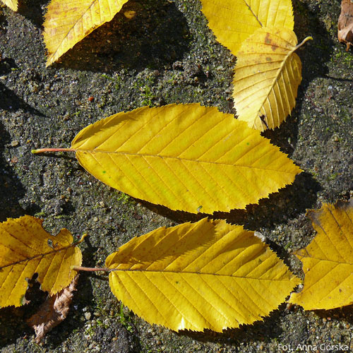 Grab pospolity, Carpinus betulus, liście