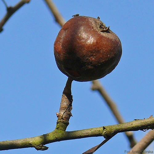 Grusza wierzbolistna, Pyrus salicifolia, owoc