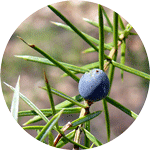 Jałowiec pospolity, Juniperus communis, szyszkojagoda