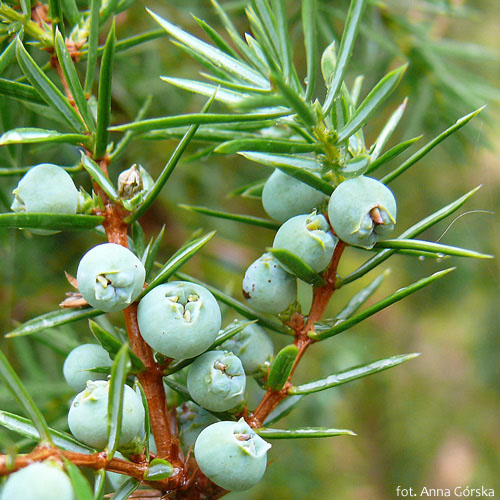 Jałowiec pospolity, Juniperus communis, niedojrzałe szyszkojagody