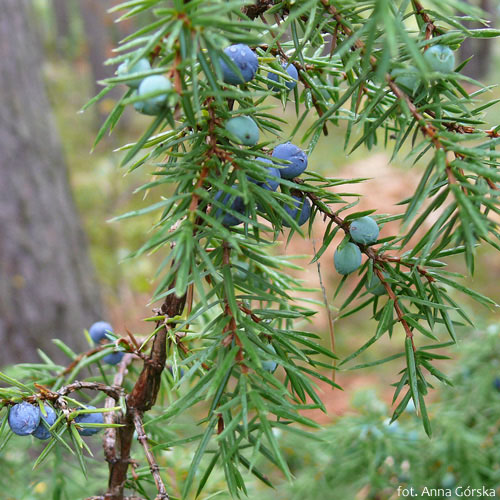 Jałowiec pospolity, Juniperus communis, szyszkojagody