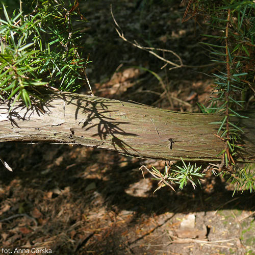 Jałowiec pospolity, Juniperus communis, kora