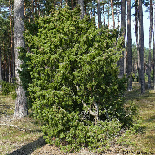 Jałowiec pospolity, Juniperus communis, pokrój