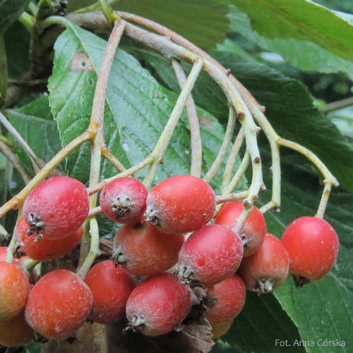 Jarząb mączny, Sorbus aria, owoce