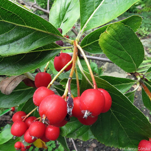 Jarząb nieszpułkowy, Sorbus chamaemespilus, owoce