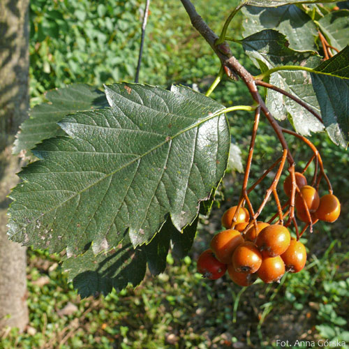 Jarząb szwedzki, Sorbus intermedia, owoce