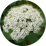 Kalina hordowina, Viburnum lantana, kwiatostan