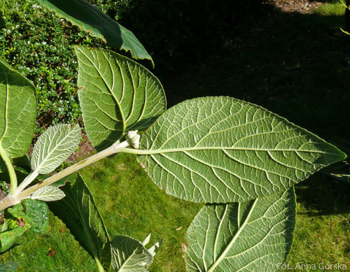 Kalina hordowina, Viburnum lantana, liście