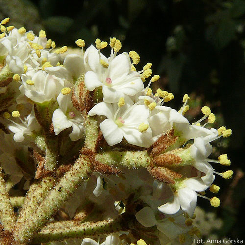 Kalina sztywnolistna, Viburnum rhytidophyllum, kwiaty zbliżenie