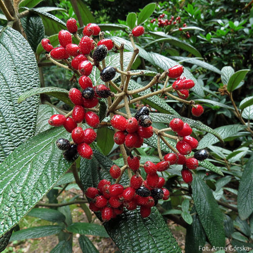Kalina sztywnolistna, Viburnum rhytidophyllum, owoce