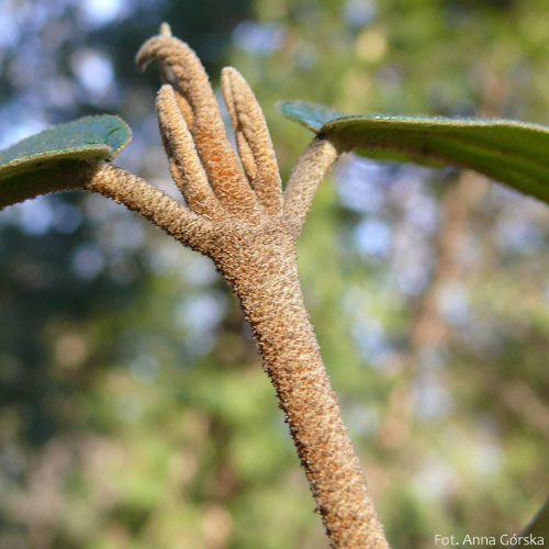 Kalina sztywnolistna, Viburnum rhytidophyllum, pąki