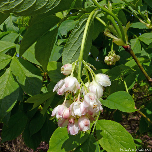Kłokoczka południowa, Staphylea pinnata, kwiaty