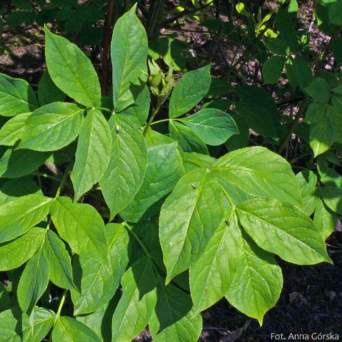 Kłokoczka południowa, Staphylea pinnata, liście