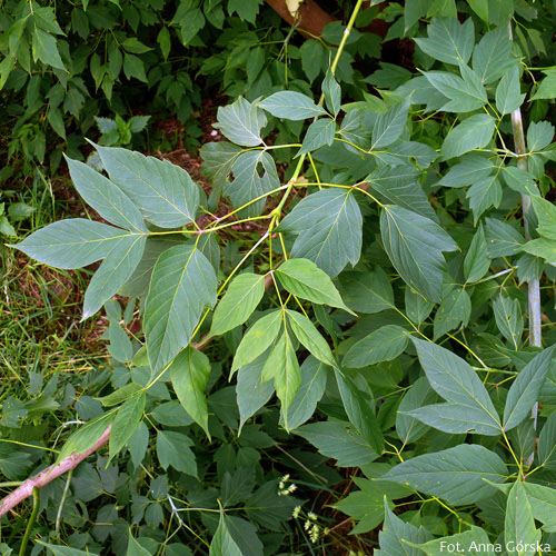 Klon jesionolistny, Acer negundo, liście