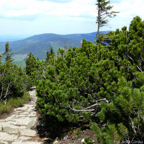 Sosna górska, kosodrzewina, Pinus mugo, pokrój