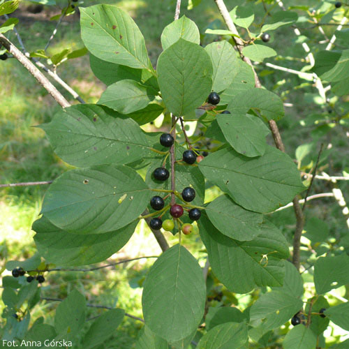 Kruszyna pospolita, Frangula alnus, owoce i liście