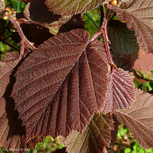 Leszczyna pospolita, Corylus avellana, liście odmiany purpurowej