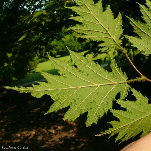 Leszczyna pospolita, Corylus avellana, liście odmiany strzępolistnej