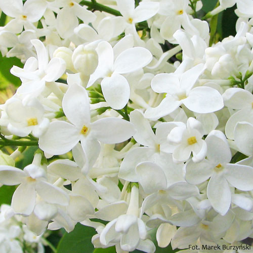 Lilak pospolity, Syringa vulgaris, białe kwiaty