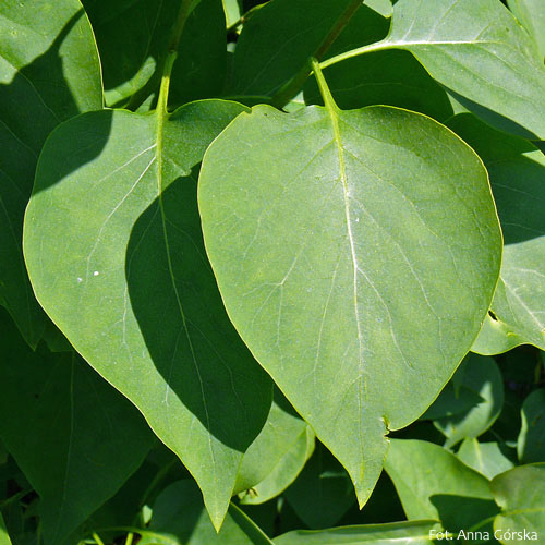 Lilak pospolity, Syringa vulgaris, liść