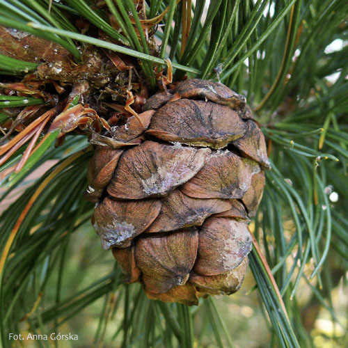 Sosna limba, Pinus cembra, szyszka