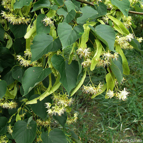 Lipa drobnolistna, Tilia cordata, kwiaty