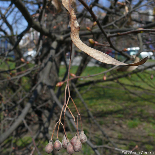 Lipa drobnolistna, Tilia cordata, owoc