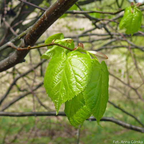 Lipa drobnolistna, Tilia cordata, młody liść
