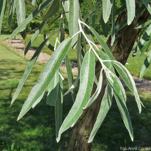 Oliwnik wąskolistny, Elaeagnus angustifolia, liście