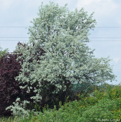 Oliwnik wąskolistny, Elaeagnus angustifolia, pokrój
