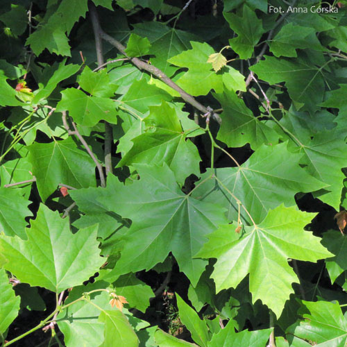 Platan klonolistny, Platanus hispanica, Platanus acerifolia, liście