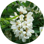 Robinia akacjowa, robinia biała, grochodrzew biały, grochodrzew  akacjowy, biała akacja, Robinia pseudoacacia, kwiatostan